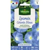 Image de Graines - Vilmorin - Ipomée grande fleur bleue