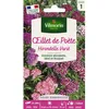 Image de Graines - Vilmorin -  illet de Poète Hirondelle Varié
