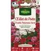 Image de Graines - Vilmorin -  illet de Poète Double Pationata Varié