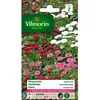 Image de Graines - Vilmorin - Pâquerette Tapis Varié
