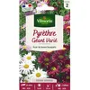 Image de Graines - Vilmorin - Pyrèthre Géant varié