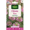 Image de Graines - Vilmorin - Cléome Rose