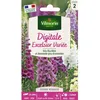 Image de Graines - Vilmorin - Digitale Excelsior Variée