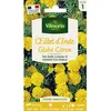 Image de Graines - Vilmorin -  illet dInde Globe Citron