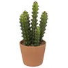Image de CACTUS POT TERRE CUITE TERRA ALI 12X30CM Vert Anis Menthe Eau