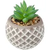 Image de Pot de Ciment Succulent - ATMOSPHERA - Rond - Vert - PVC Ciment Pierre