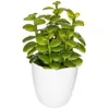 Image de Plante succulente & cactus H18 - Modèle 2 - Atmosphera createur dinterieur