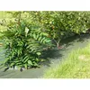 Image de VILMORIN Toile de paillage tissée pp - 20 m - Standard - Vert - 105 m x 10 m