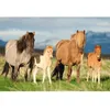 Image de Puzzle enfant 200 pièces - Famille Cheval - SCHMIDT AND SPIELE - Animaux - Mixte - A partir de 8 ans