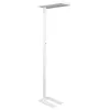Image de MAULjaval Lampadaire LED - dimmable - pied - blanc - 1 pièce - 61 x 28 x 196 cm - MAUL