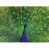 Image de Puzzle - RAVENSBURGER - Paon - 500 pièces - 49x36 cm - Pour adultes à partir de 10 ans