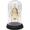 Image de Déco scarabée rhinocéros doré Kare Design