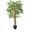 Image de Plante Figuier pleureur Ficus Benjamina Vert & Crème 122 cm