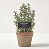 Image de Plante aromatique artificielle en pot Thym