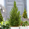 Image de Picea Glauca Conica Sapin de Noël en Pot Conifère Petit Nain Sapinette à Feuillage Persistant (de 30 à 60 cm pot inclus)