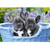 Image de Puzzle 1000 pièces : Chiots Bouledogue français