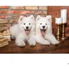 Image de Puzzle 1000 pièces - CASTORLAND - Chiots samoyèdes - 68x47 cm - Intérieur - Mixte