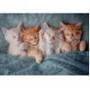 Image de Puzzle 1000 pièces : Les chatons les plus doux