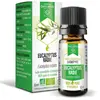 Image de Dayang Huile Essentielle Eucalyptus Radié Bio 10ml