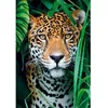 Image de Puzzle 500 pièces + poster : Jaguar dans la jungle