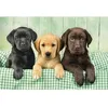 Image de Puzzle 1000 chiens : Trio de labradors - CLEMENTONI - Three labs - Puzzle 1000 pièces - Animaux - Multicolore