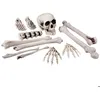 Image de Kit de décoration - BOLAND - Set 12 pièces Tête de mort et os - Beige - Thème Halloween/pirate - Pour adulte