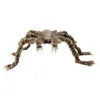 Image de Araignée velue marron 50 x 70 cm