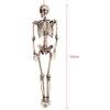 Image de SQUELETTE DE 160CM*80CM