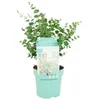 Image de Eucalyptus Gunnii Azura - Plante dEucalyptus - Plantes de jardin - Rustique - D15 cm - 25-45 cm