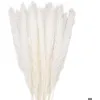 Image de Bouquet de herbes de pampa séchées - OKZ - 30 tiges - Blanc - 58 cm - Décoration intérieure & mariage