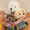 Image de Peluche Freddy le Brittish Shorthair assis (17 cm)