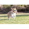 Image de Chuckit! CHUCKIT Fødselsdagsbold M (Jouet de balle pour chiens), Jouets pour chien