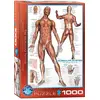 Image de Eurographics Le système musculaire (1000 pièces)