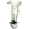 Image de Atmosphera, Plantes artificielles, 136510B