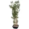 Image de Europalms, Plantes artificielles, Bambou décoratif dans une coupe décorative, artificiel, 150cm