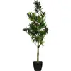 Image de Europalms, Plantes artificielles, Hibiscus, plante artificielle, 90cm (90 cm)