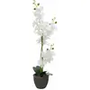 Image de Europalms, Plantes artificielles, Orchidée (80 cm)