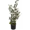Image de Europalms, Plantes artificielles, Petit olivier (68 cm)