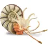 Image de Collecta PLEUROCERAS AMONITE FIGURINE - - 88902 - XL