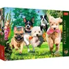 Image de Trefl Puzzle Premium Plus 1000 - Chiens (1000 pièces)