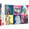 Image de Trefl Kittens (500 pièces)