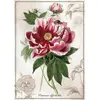 Image de Interdruk Puzzle Botanic: Pfingstrose 1000 Puppen (1000 pièces)
