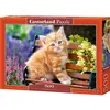 Image de Castorland Ginger Kitten, puzzle de 500 pièces (500 pièces)