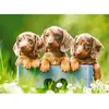 Image de Castorland Cute Dachshunds, puzzle de 100 pièces (100 pièces)