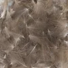 Image de Baetis Plume Cdc Wild
