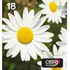 Image de Epson, Cartouche d'impression, 18 Multipack (C, CF, M, Y)