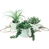 Image de Natec, Plantes artificielles, Dekorationspflanze 800073 Sukkulente 20 cm Zum Aufhängen Künstlicher (43 cm)
