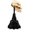 Image de Weta Workshop Seigneur des Anneaux Mini Statue Crâne de Lurtz 14 cm
