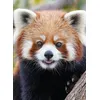 Image de Panda roux - Collectif