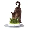 Image de Jardin D'herbe A Chat